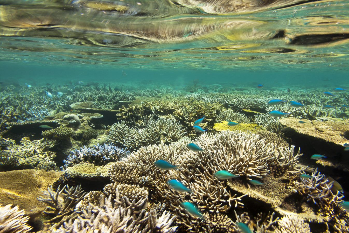 Reef habitats