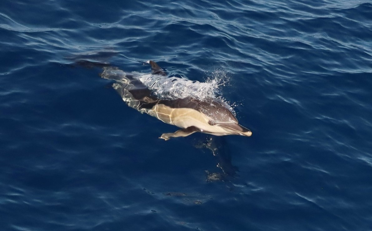 Marine Mammals - dolphin