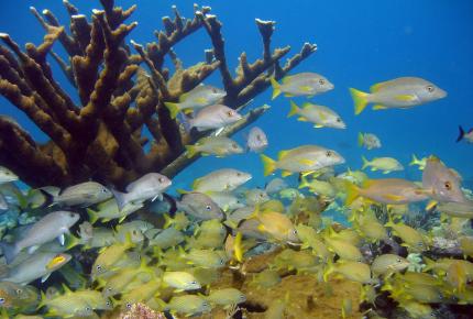 Coral reefs and associated communities