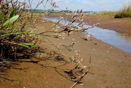 Intertidal