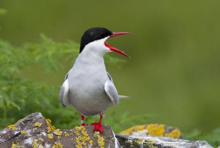 Seabirds