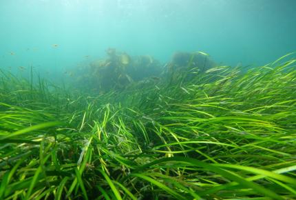 Seagrass