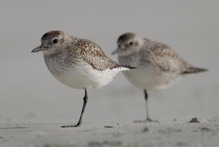 Waterbirds
