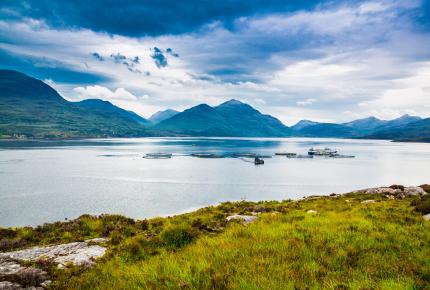 Scottish Salmon