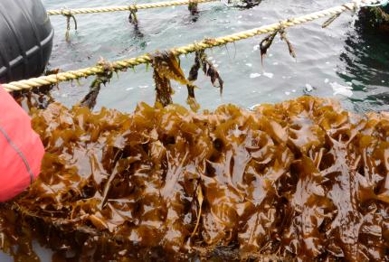 Seaweed farming, UK. Photo credit Elisa Capuzzo, Crown Copyright.
