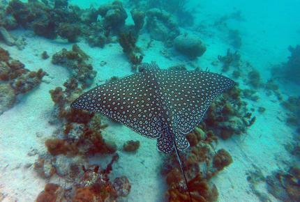 Credit Peter Richardson