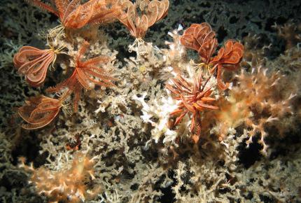 Desmophyllum pertusum, Credit JNCC