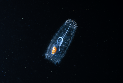 Salp in 2022, credit Aaron Sanders