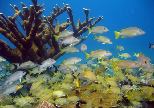 Caribbean reef, photo credit Peter Richardson