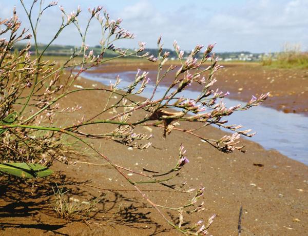 Impacts of climate change on healthy and biodiverse seas