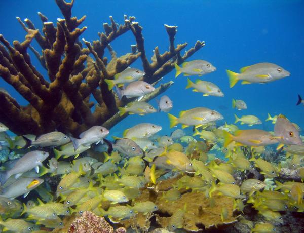 Coral reefs and associated communities