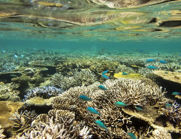 Reef habitats