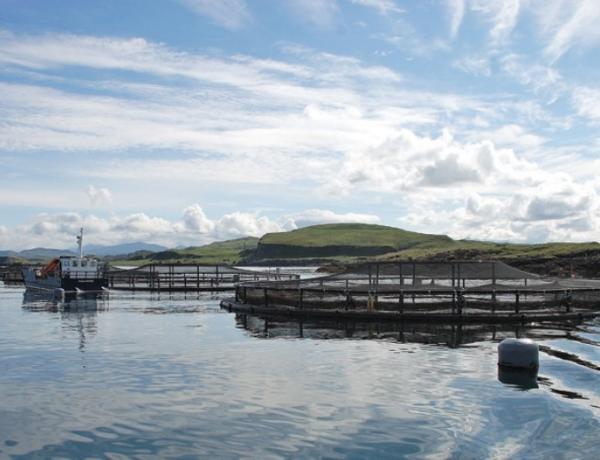 Fish, Fisheries & Aquaculture
