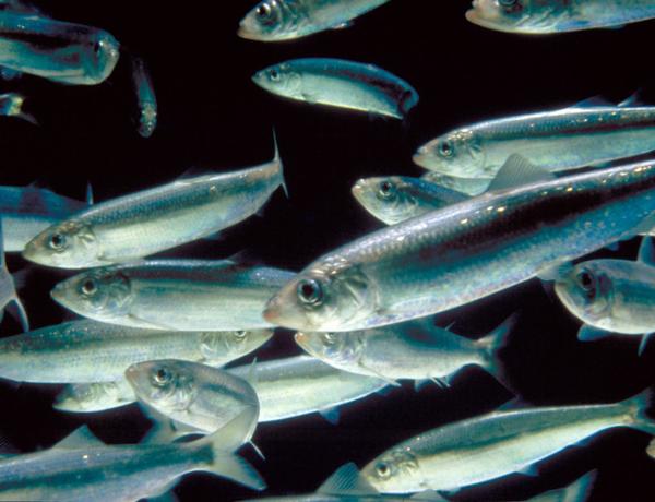Herring shoal, Copyright Marine Scotland