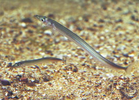 Fish