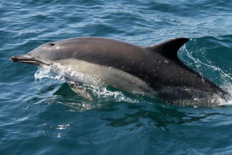 Mammals