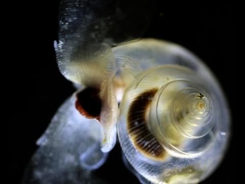 Ocean acidification