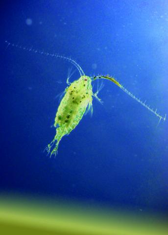 Plankton | Marine Climate Change Impacts Partnership