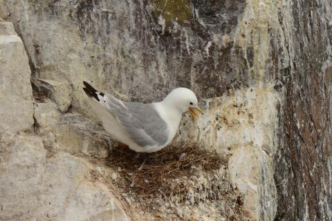 Seabirds and Waterbirds