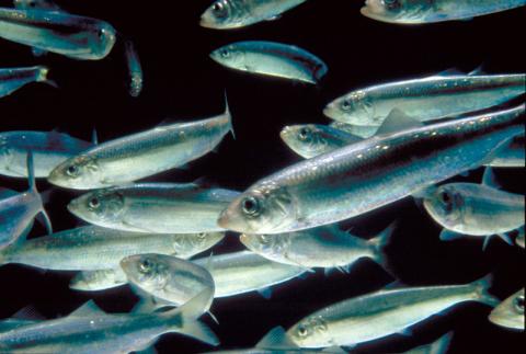 Herring shoal, Copyright Marine Scotland