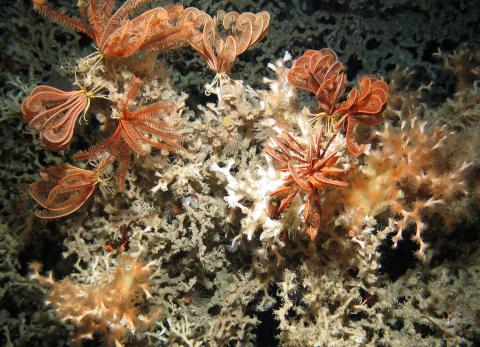 Desmophyllum pertusum, Credit JNCC