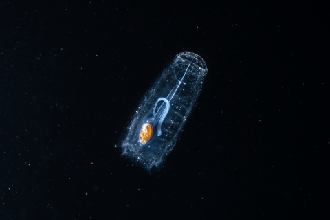 Salp in 2022, credit Aaron Sanders